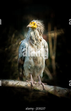 Grand oiseau percnoptère (Neophron percnopterus) sur fond sombre Banque D'Images