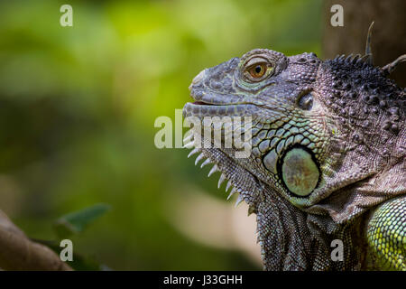 Iguane vert, debout sur une branche et ils ont la peau dure et l'échelle verte Banque D'Images