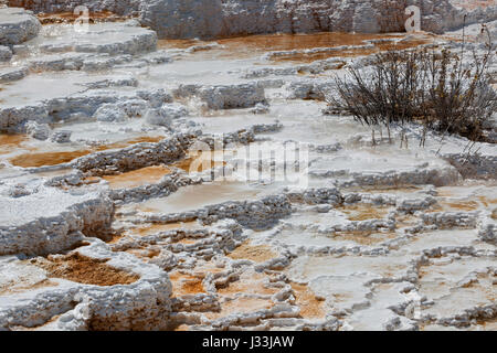 Terrasses d'agglomérés, des sources chaudes, des gisements minéraux, Palette Printemps, terrasses inférieures, Mammoth Hot Springs, Parc National de Yellowstone Banque D'Images