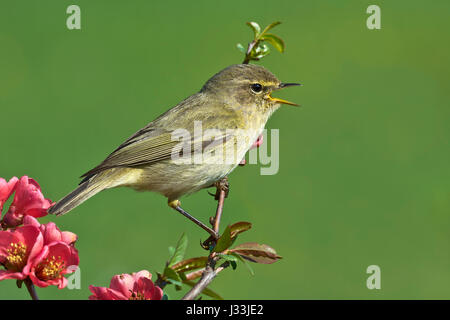 Grosbec casse-noyaux (Phylloscopus collybita) chant sur fleur branche, Burgenland, Autriche Banque D'Images