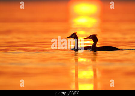 Deux grands grèbes huppés (Podiceps cristatus) dans le lac, coucher de soleil, Bade-Wurtemberg, Allemagne Banque D'Images