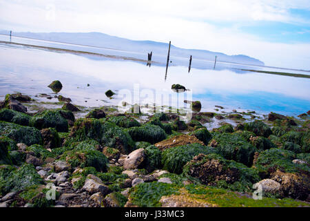 La pittoresque côte de l'océan Pacifique à l'ouest de l'Amérique latine avec des pierres couvertes d'algues vertes laissées par la marée basse dans le Golfe et de pol Banque D'Images