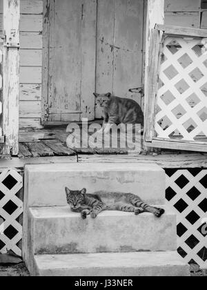 Deux chats se reposant devant une maison abandonnée. Noir et blanc. Banque D'Images