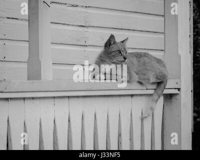 Chat posant en face de maison abandonnée. Noir et blanc. Banque D'Images