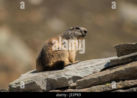 La faune de la marmotte de la Parc National du Grand Paradis Italie Banque D'Images