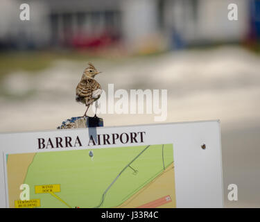 Oiseau perché sur un panneau à l'aéroport de Barra, Ecosse Banque D'Images