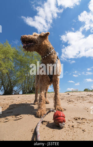 Vieux Airedale Terrier jouant avec une boule rouge sur une plage Banque D'Images