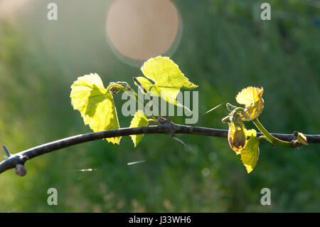 La lumière du soleil sur les feuilles de vigne. Banque D'Images