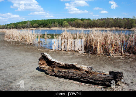 Arbre Sec sur le sable au bord de la rivière avec des roseaux, forêt sur une colline ensoleillée, ciel nuageux, Ukraine Banque D'Images