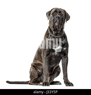 Cane Corso assis, isolated on white Banque D'Images