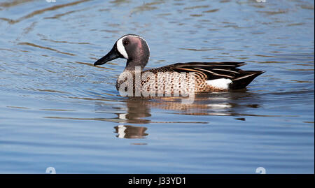 Les sarcelles à ailes bleues natation canard Banque D'Images