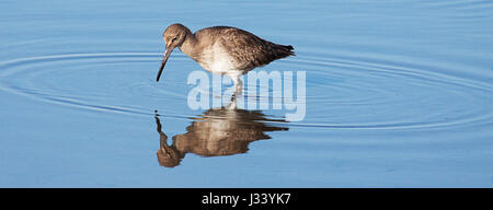 Willet bird dans l'eau avec la réflexion Banque D'Images