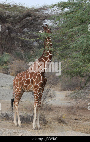 Giraffe réticulée de navigation d'acacia Banque D'Images