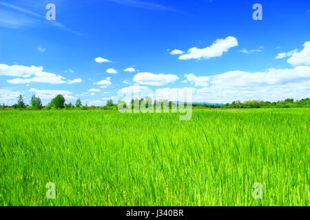 Landscape wallpaper with green wheat field and blue sky with some clouds Banque D'Images