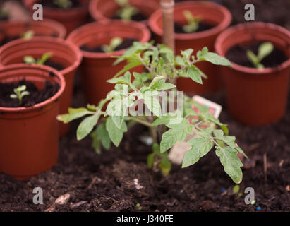 Les jeunes dans une serre de tomates, d'éclat, Lancashire. Banque D'Images