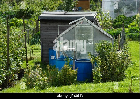 Sur une serre à régler, les allotissements Yorkshire du Nord. La collecte de l'eau de pluie pour l'arrosage de jardin. Banque D'Images