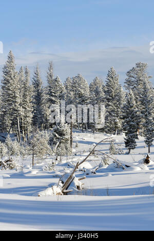 Les Conifères couverts de neige sur des plaines, de la neige profonde dans la caldeira de Yellowstone National Park, Wyoming, USA en hiver. Banque D'Images