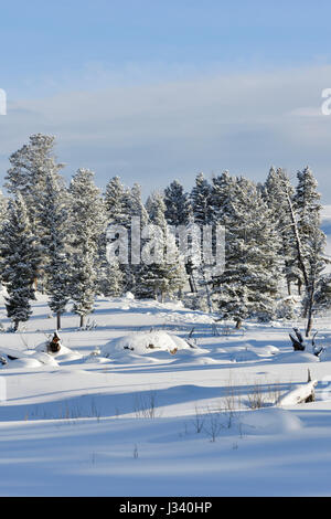 Les Conifères couverts de neige sur des plaines, de la neige profonde dans la caldeira de Yellowstone National Park, Wyoming, USA en hiver. Banque D'Images