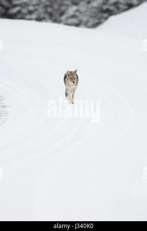 Coyote / Kojote ( Canis latrans ), en hiver, le long d'une route pour éviter de marcher dans la neige épaisse, comportement typique, Yellowstone NP, USA. Banque D'Images