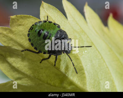 Un jeune Green Shield Bug, Palomena prasina, écaillage, Lancashire. Banque D'Images