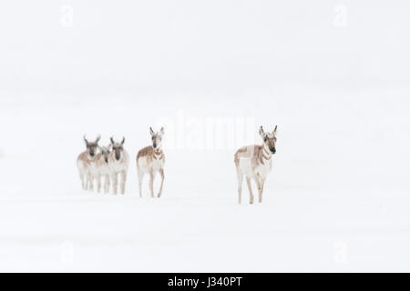 / Gabelbock Pronghorn (Antilocapra americana) / Gabelantilope, petit groupe en hiver, marcher dans la neige, dans une rangée, Montana, USA. Banque D'Images