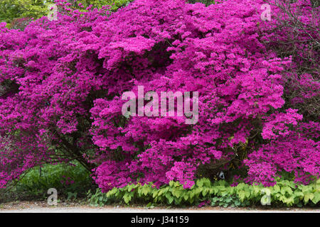 Rhododendron obtusum var. amoenum. Azalea fleurs à RHS Wisley Gardens, Surrey, Angleterre Banque D'Images