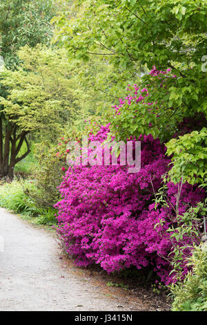 Rhododendron obtusum var. amoenum. Azalea fleurs à RHS Wisley Gardens, Surrey, Angleterre Banque D'Images