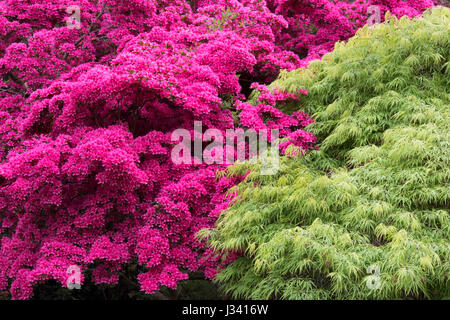 Rhododendron hinodegiri et Acer palmatum dissectum. Azalea fleurs à RHS Wisley Gardens, Surrey, Angleterre Banque D'Images