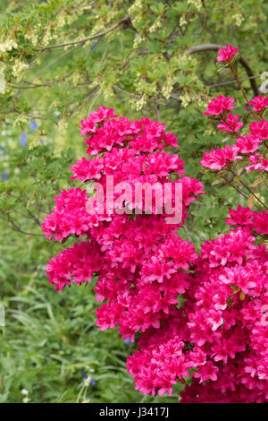 Rhododendron obtusum x shojo Ima. Azalea Fleurs Banque D'Images