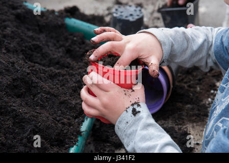 Un garçon de six ans qui travaillent dans une serre et planter des graines, à l'effritement, Lancashire. Banque D'Images