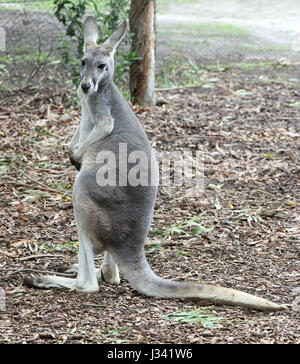 Kangaroo à Healesville Sanctuary, Healesville, Victoria, Australie le 13 mai 2016 Photo de Keith Mayhew Banque D'Images