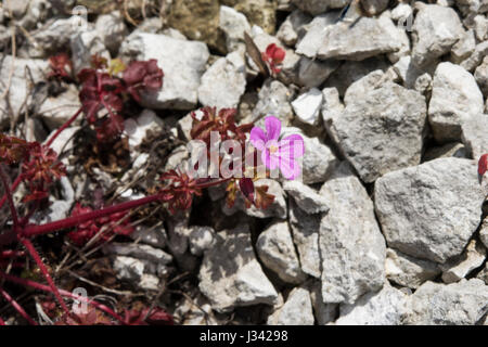 Geranium robertianum herbe, Robert, Surrey, UK Banque D'Images