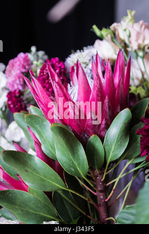 Protea. De fleurs en fleurs. Fleur rouge. Fleur comme couronne. Banque D'Images