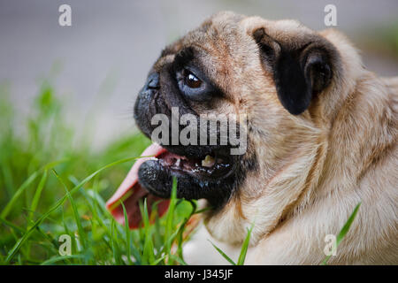 Funny pug allongé sur une herbe dans parc d'été. Banque D'Images