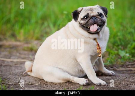 Peu de graisse le pug assis sur trottoir en parc d'été. Banque D'Images