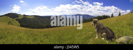 Une vue panoramique sur le paysage de montagne avec un chien assis dans l'herbe au premier plan. Carpates, l'Ukraine. Panorama. Banque D'Images