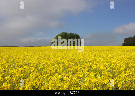 Champ de colza Brassica pana Banque D'Images