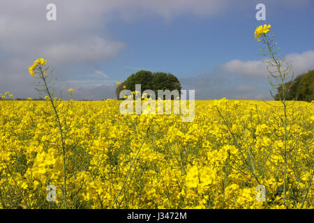 Champ de colza Brassica pana Banque D'Images