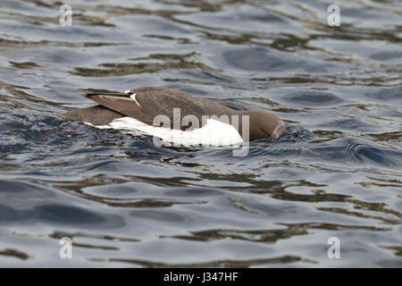 Uria aalge guillemot commun avec la tête sous l'eau à pêcher Banque D'Images