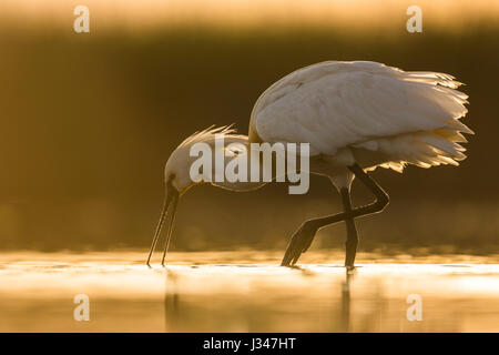 Spatule blanche Platalea leucorodia alimentation dans des eaux peu profondes dans la lumière chaude soirée Banque D'Images