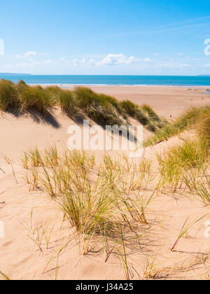 Dunes de sable de plage Croyde lors d'une journée ensoleillée avec un ciel bleu, Devon, England, UK Banque D'Images