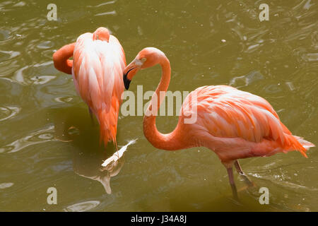 Flamants Roses Phoenicopterus en captivité de patauger dans une lagune, Zoo de Granby, Estrie, Québec, Canada Banque D'Images