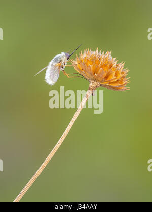 Une abeille voler (barbatus â€"), situé sur une plaine côtière seedhead d'un honeycombhead (Balduina angustifolia) tôt le matin. Banque D'Images