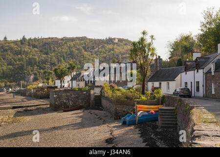 - Cordyline australis choux Plockton palmiers poussent dans le village de Plockton, les Highlands écossais, UK Banque D'Images