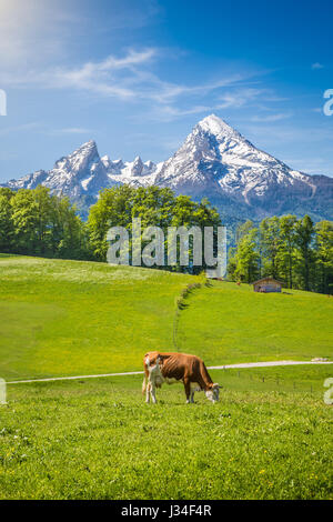 Paysage d'été idyllique dans les Alpes avec pâturage vache vert frais sur les pâturages de montagne et les sommets des montagnes enneigées en arrière-plan Banque D'Images