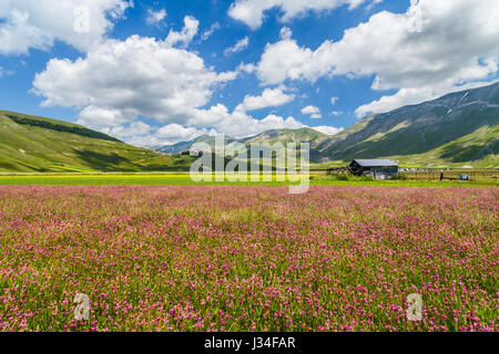 Beau paysage d'été à Piano Grande (Grande Plaine) plateau de montagne dans les Apennins, Castelluccio di Norcia, Ombrie, Italie Banque D'Images