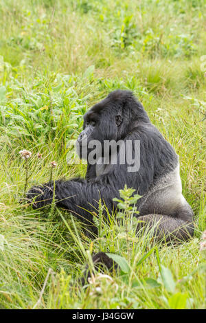 Gorille de montagne en danger critique (Gorilla beringei beringei), silverback Agashya, prises dans le parc national des volcans, Rwanda Banque D'Images