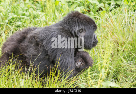 Gorille de montagne en danger critique (Gorilla beringei beringei) la mère et l'enfant du groupe Agashya, prises dans le parc national des volcans, Rwanda Banque D'Images