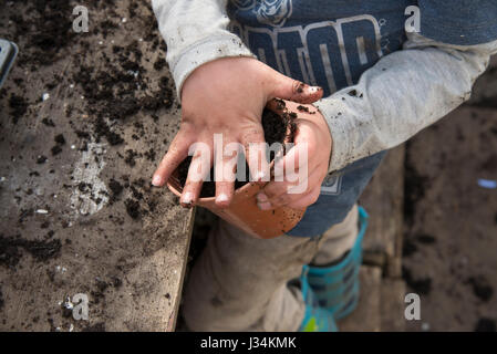 Un garçon de six ans qui travaillent dans une serre et planter des graines, à l'effritement, Lancashire. Banque D'Images