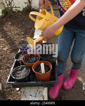 Une fillette de six ans travaillant dans une serre d'arroser les graines, à l'effritement, Lancashire. Banque D'Images